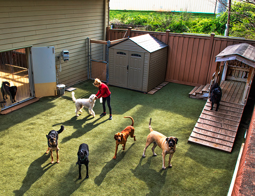 Camp bow 2025 wow dog boarding