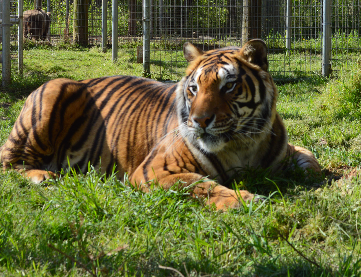 The ark best sale cat sanctuary