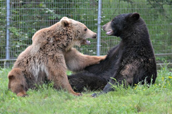 Noah's Ark Animal Sanctuary