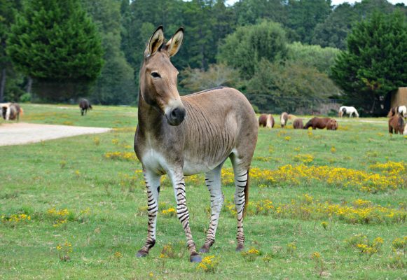 Jethro and Sweep will be on - Finni's Ark Animal Sanctuary